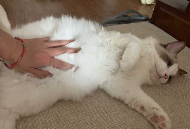 摸母猫肚子怎么知道它怀