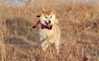 柴犬为什么老笑？柴犬爱笑的原因是什么？