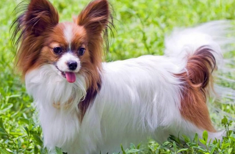 十个不养蝴蝶犬的理由 十个不养蝴蝶犬的理由
