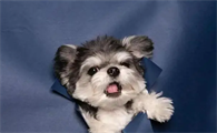 狗狗的文案