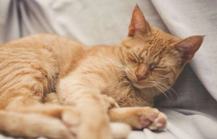 猫咪喜不喜欢睡觉