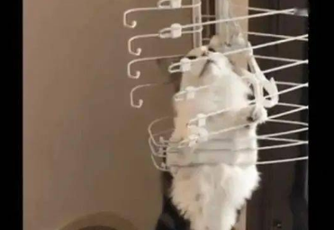 猫咪爬进晾衣架,不料下不来了,可怜巴巴地盯着主人看 猫咪爬进晾衣架,不料下不来了,可怜巴巴地盯着主人看