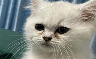 猫咪泪痕用什么擦掉