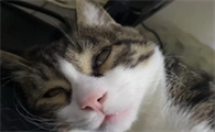 猫死不闭眼预示着什么