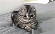 猫肚子胀气会死掉吗