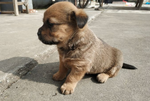 一个月土狗可以喂米饭吗？快来看看吧