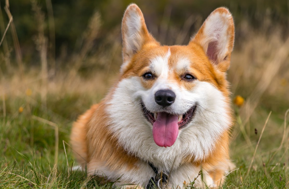 母犬子宫蓄脓症状图片 母犬子宫蓄脓症状图片