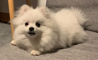 家养的狗为什么会很臭
