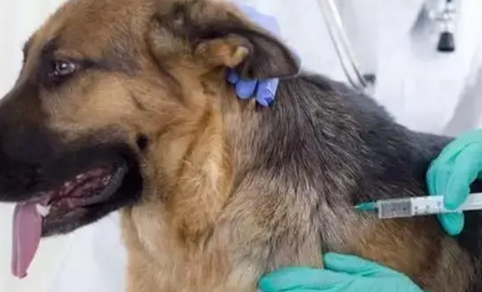 狗狗产后打什么消炎针 狗狗产后打什么消炎针
