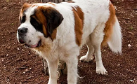 犬类品种大全大型犬