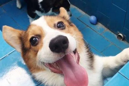 柯基犬多少钱一只幼崽