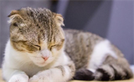 猫咪为什么喜欢追着猫睡觉呢