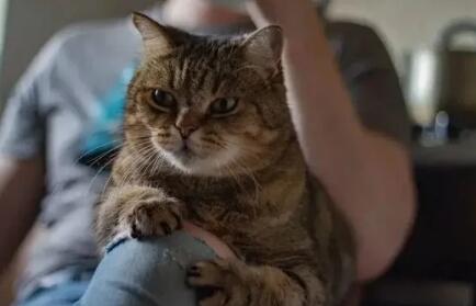 心理学分析喜欢猫的人