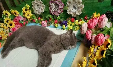 宠物火葬场如何收费 宠物火葬场如何收费