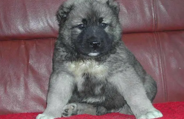 高加索犬幼犬多少钱一只