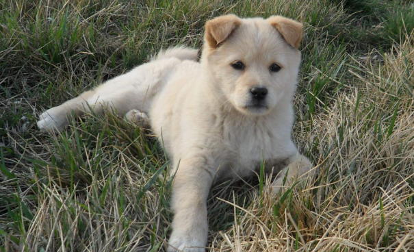 中华田园犬掉毛怎么办？怎么防止它掉毛？