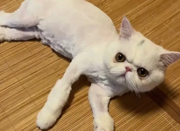 为什么猫咪剃光头呢