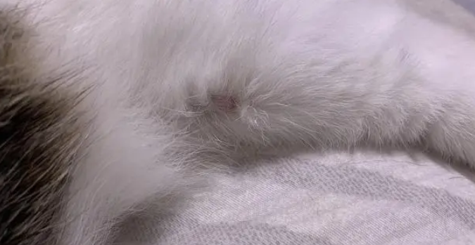 公猫后腿内侧皮下有囊包