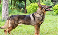 昆明犬夏季饮食要注意什么?看这个就够了!