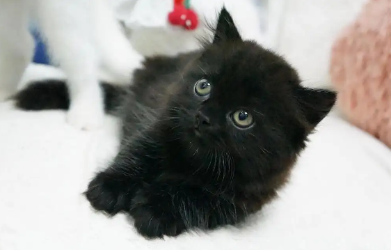 拿破仑矮脚猫黑色多少钱 拿破仑矮脚猫黑色多少钱