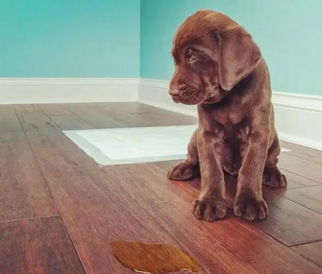 狗狗一天尿几次是正常的