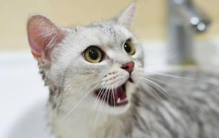 猫像狗一样哈气 呼吸急促 猫像狗一样哈气 呼吸急促