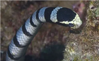 海蛇都有毒吗
