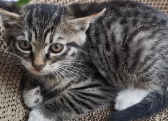 中国狸花猫多少钱一只？想养的看过来