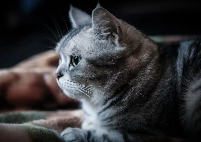 怎么判断猫咪有分离焦虑症 怎么判断猫咪有分离焦虑症