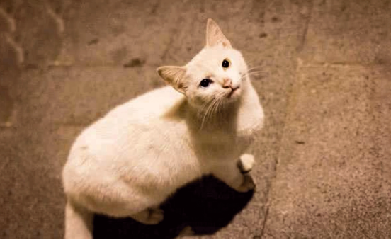 流浪猫为什么不能靠近狗狗 流浪猫为什么不能靠近狗狗