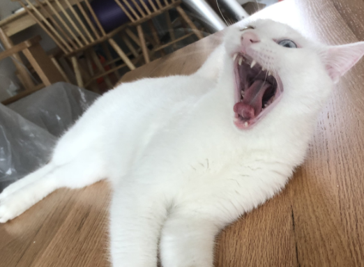 猫会平白无故得狂犬病吗