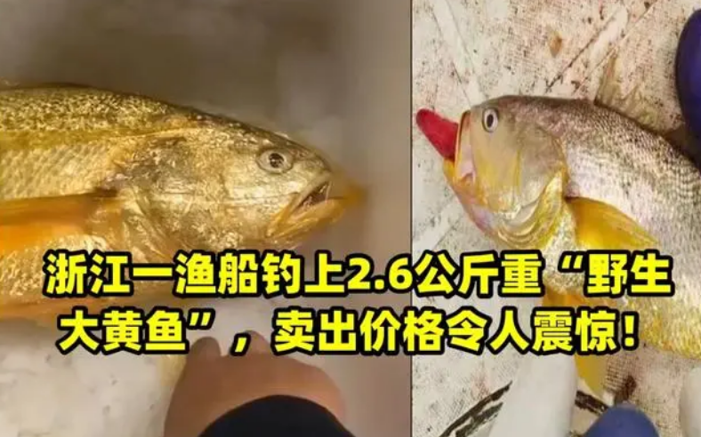 游客钓上野生大黄鱼,市场价过万 游客钓上野生大黄鱼,市场价过万