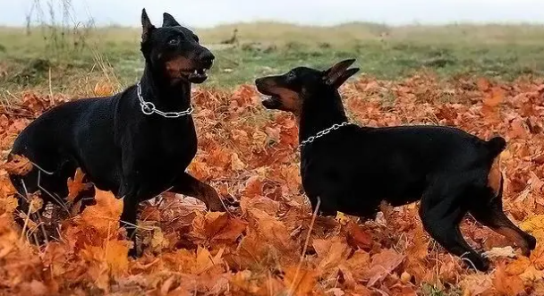 德国宾莎犬性格怎么样?有以下几点 德国宾莎犬性格怎么样?有以下几点