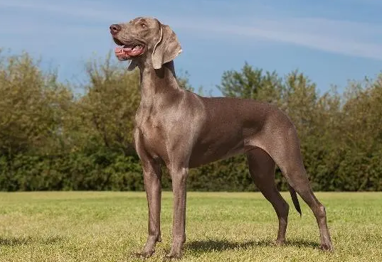 威玛猎犬怎么养?这里有答案! 威玛猎犬怎么养?这里有答案!