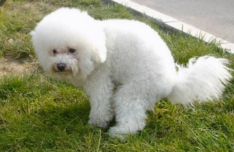 比熊犬胰腺炎怎么治疗