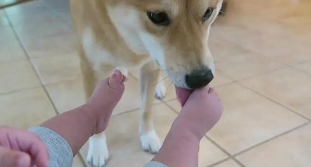 狗狗为什么喜欢舔宝宝的脚呢