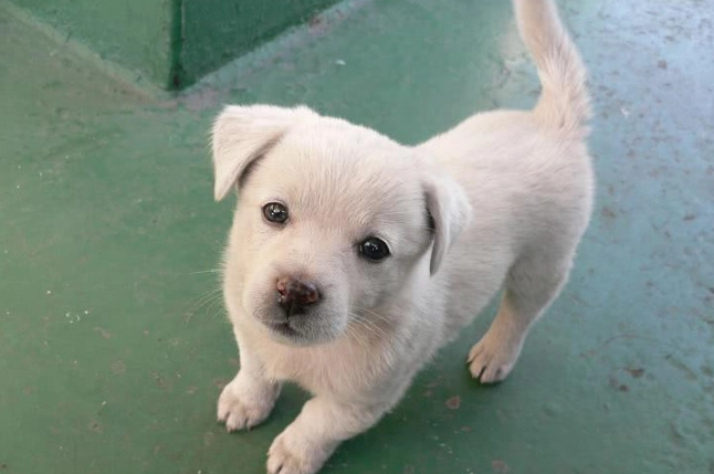 土狗幼犬特征？你知道吗？-宠物网