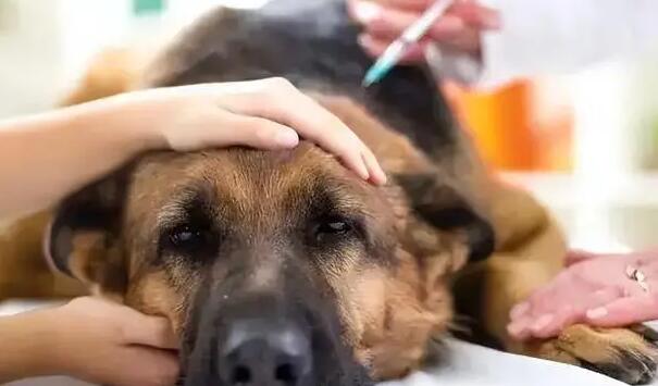 家养宠物犬会有狂犬病毒吗视频
