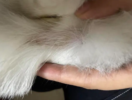 猫咪尾巴根部有白色皮屑 猫咪尾巴根部有白色皮屑