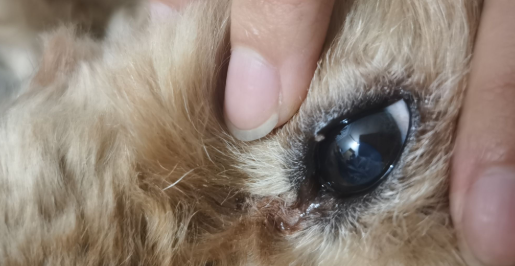 狗狗眼睛长个像麦粒肿的东西