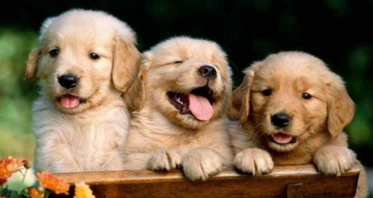 如何挑好金毛犬狗幼犬狗粮