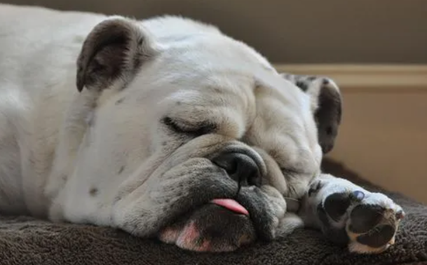 英国斗牛犬怎么修剪指甲?有哪些注意事项? 英国斗牛犬怎么修剪指甲?有哪些注意事项?