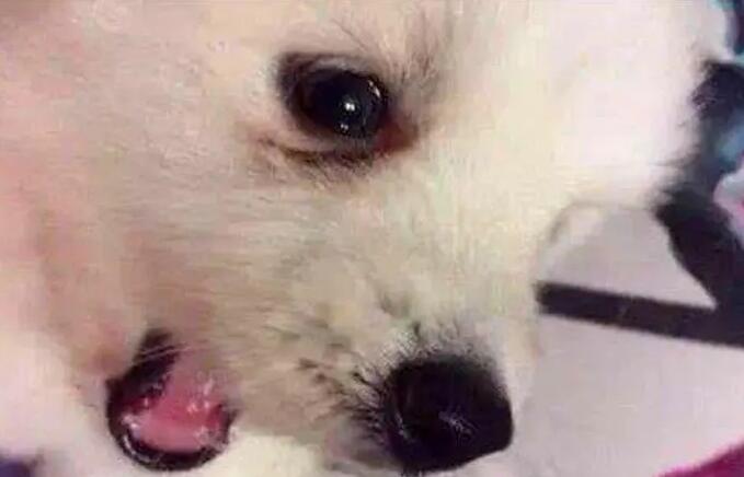 为什么狗狗容易流泪呢怎么回事