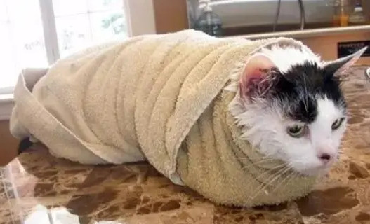 猫身上到底干不干净
