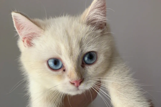 猫流红褐色眼泪的原因是什么呢？