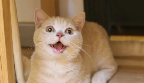 猫拉绿色稀便怎么回事啊？