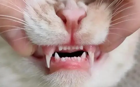 猫咪牙齿出血是因为什么