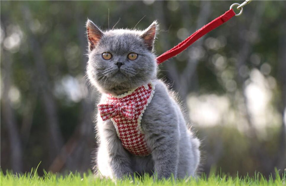 养一只蓝猫臭吗?一文告诉你 养一只蓝猫臭吗?一文告诉你