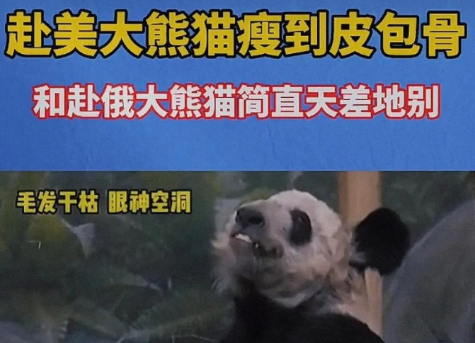 “丫丫”真的在美国受到了虐待吗？
