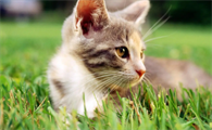 过敏坚持养猫后果